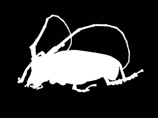 シロスジカミキリ