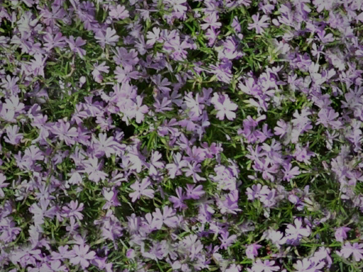 Flowers D