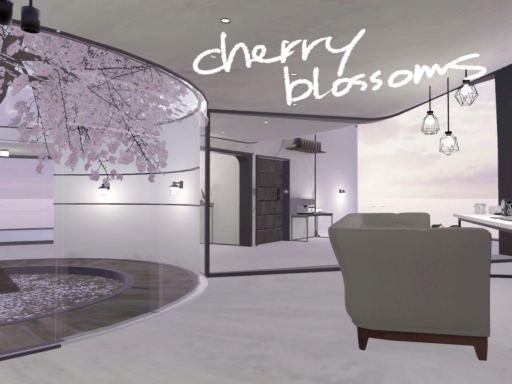 cherry blossoms