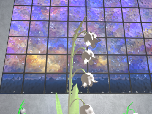 Lilium convallium