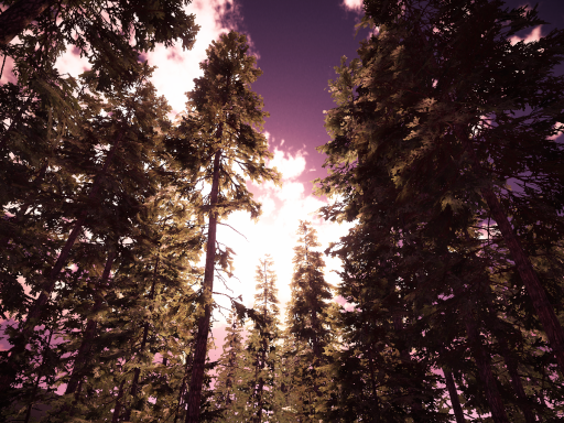 Calm Forest