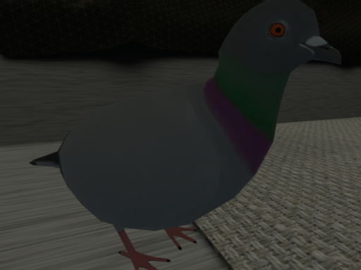 鳩と海