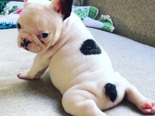 Gallery of Pibbles