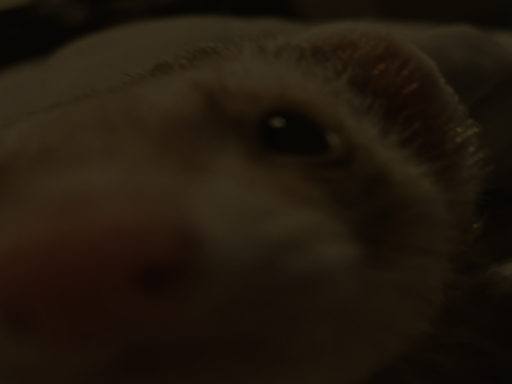 kevin