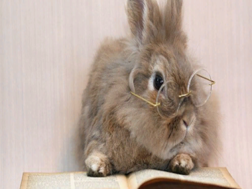 Bunny Book Hideout