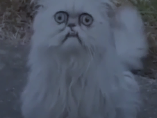 Eyo is that a cat？