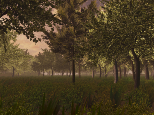 Sunset Forest