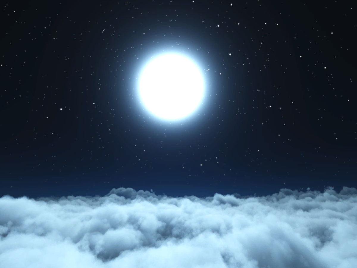 MidnightForest