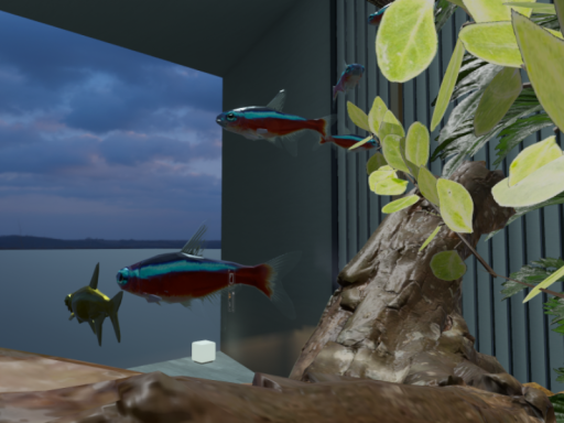 Citrus rooom 1․2