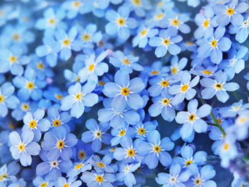 Just A Flower Field