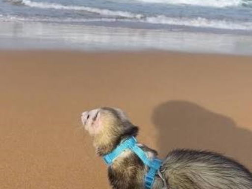 Beach ferret