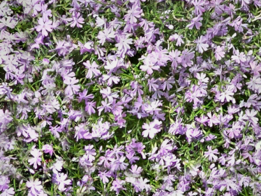 Flowers B