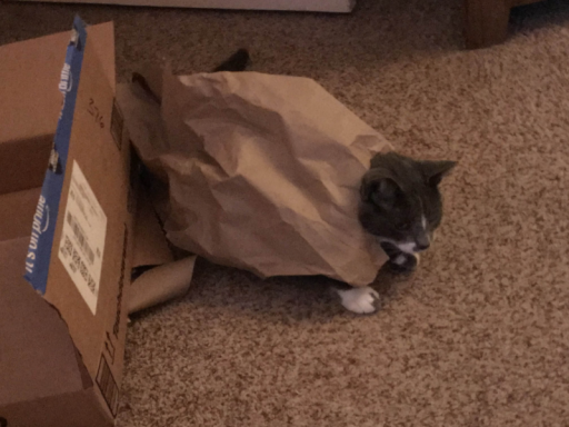 My Cat‚ Salsa
