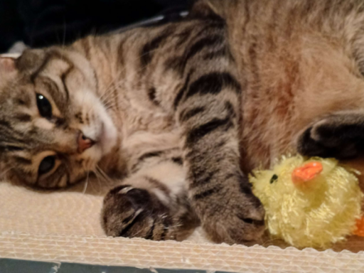 Ball Pets