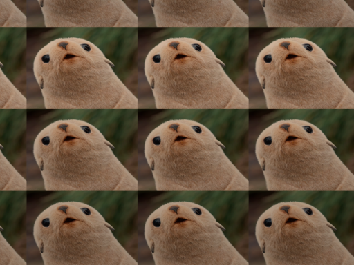 baby seal
