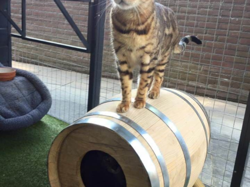 the so kalled barrel