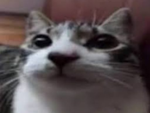 bonkPawz's Avatar world