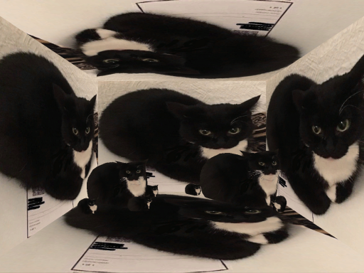 Cat Box