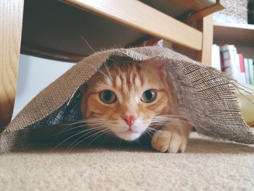 Awesome Cat Avatars