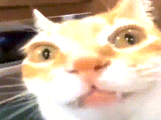 cat go crazy world