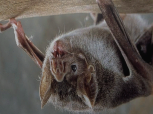 BATS DENǃǃǃ