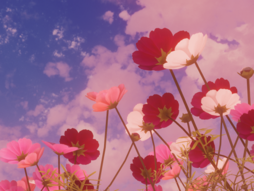 κόσμος（コスモス⁄秋桜）