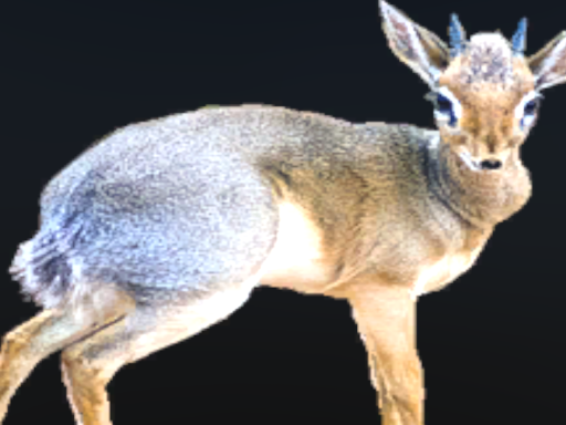 I Send Dik-Dik