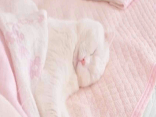 Comfy hangoutǃ