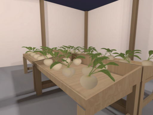 カブを上げるワールド（Turnip Lifting）