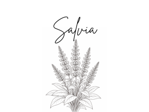 Salvia