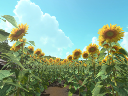 Sunflower maze
