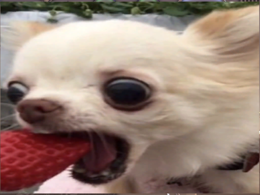 치와와단