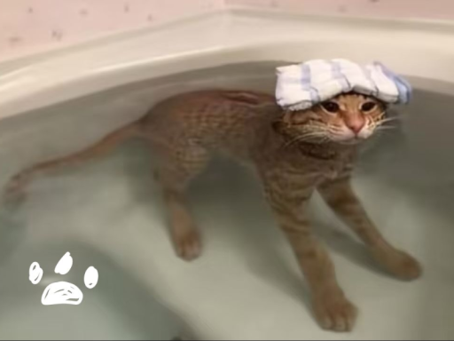 小猫巴巴