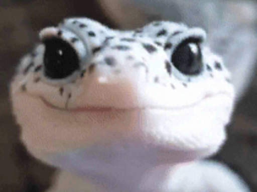 Lizard World