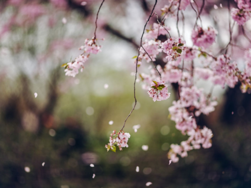 Sakura's Avi's