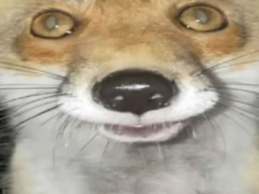 The fox den
