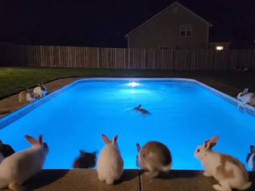 Bnuuy Penthouse Pool