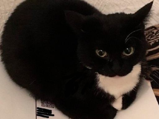 Maxwell The Cat