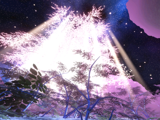 Bloom
