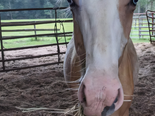 FAT TIK TOK HORSE