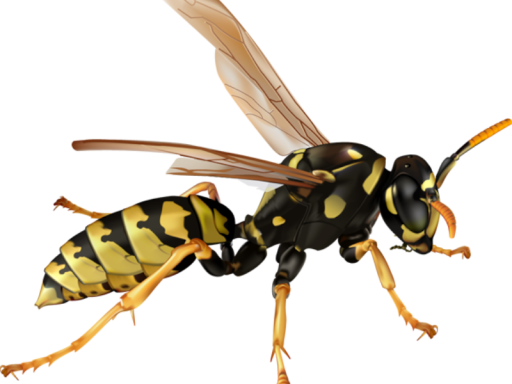 The Wasp Room