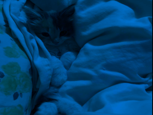 cozy world