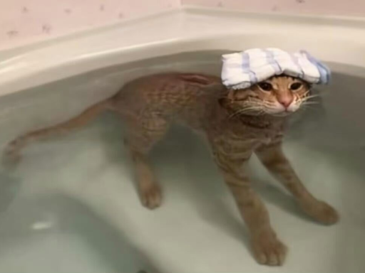 小猫巴巴