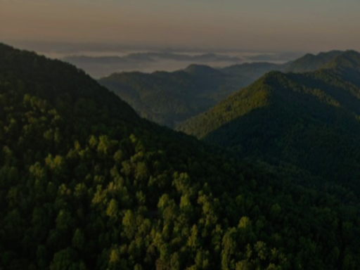 Natural Forest