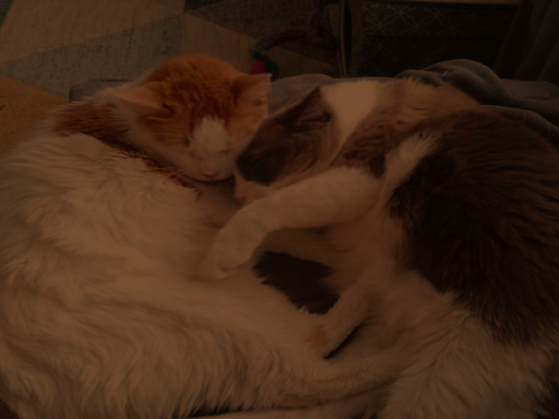 Cocoa ＆ Pumpkin's Cozy Cat Cuddle Corner