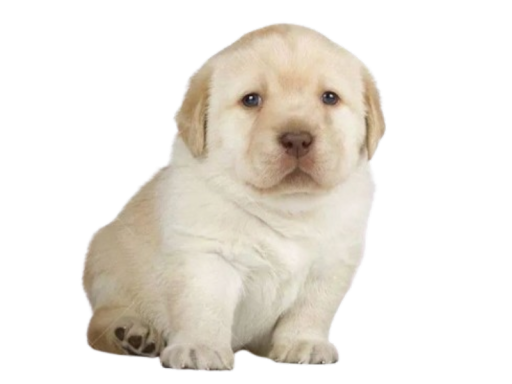 PlayCare