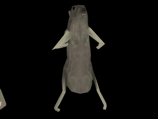 Rat Avis