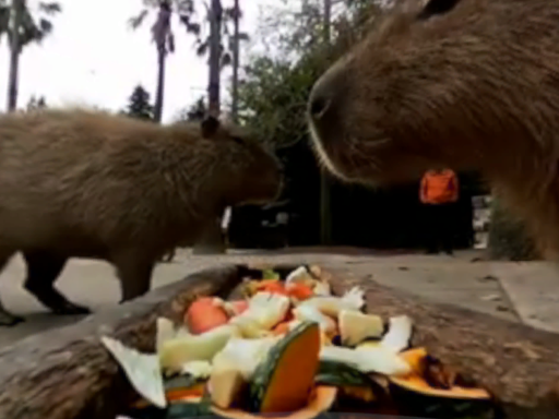 長崎バイオパーク360° BIO PARK ZOO