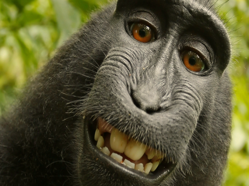 Tikiboi's monkey world （AVATARS SOON）