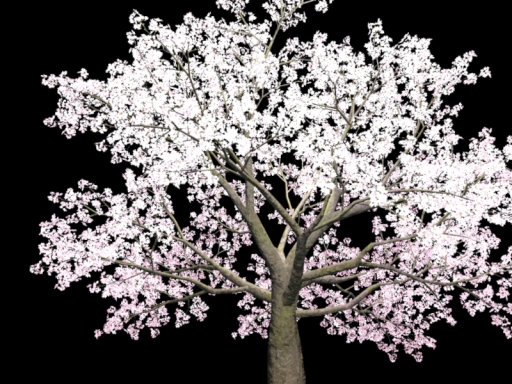 桜の夢